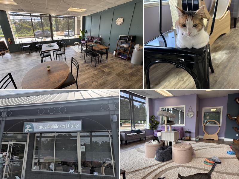 Paws Awhile Cat Cafe