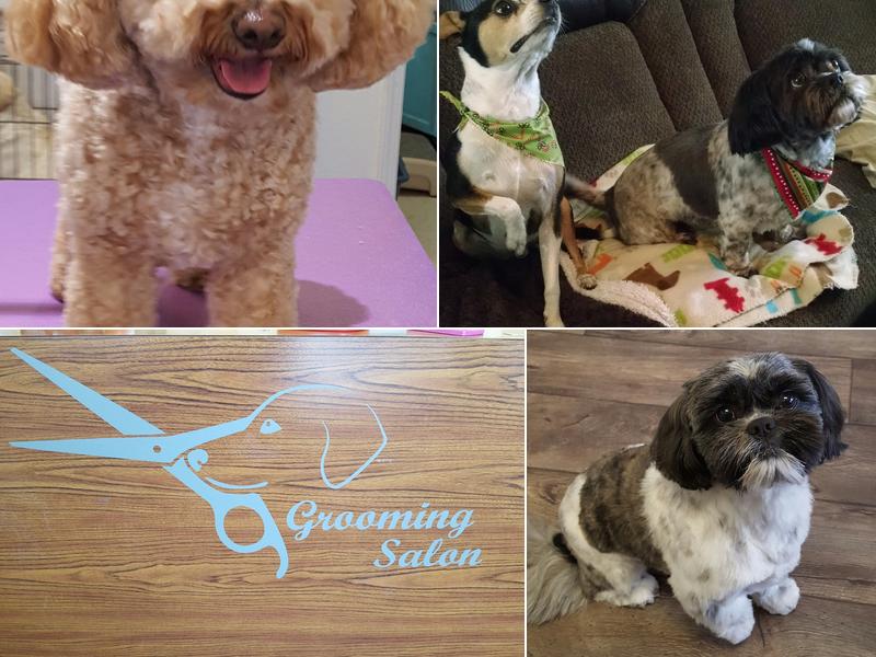 Dog's Day Grooming Salon