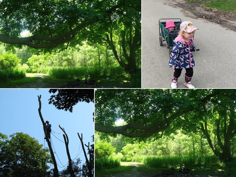 Skyline Tree Service Limited