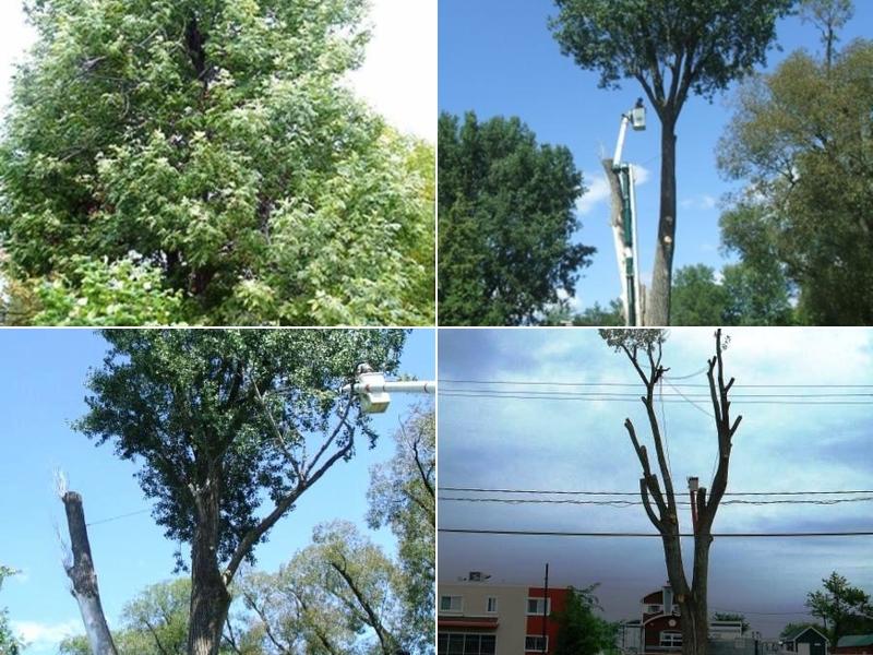 Émondage 4 Saisons 1995 Inc