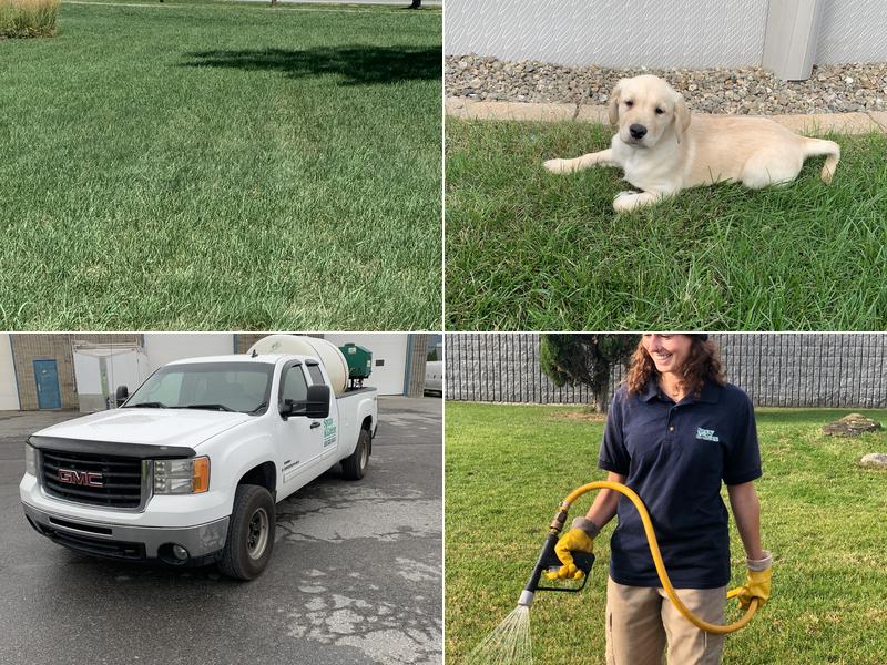 Spray Green - Traitement de pelouse