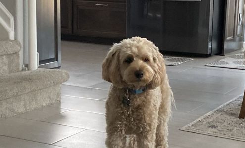 Pampered Pups 9186 S Anasazi Indian Way, Highlands Ranch Colorado 80129