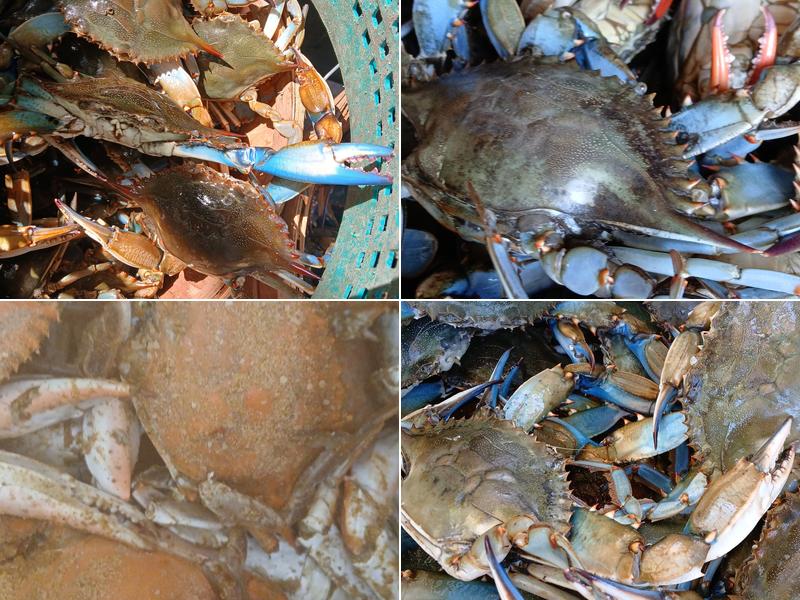 Big Earl's Crabs 1707 Main St, Chester