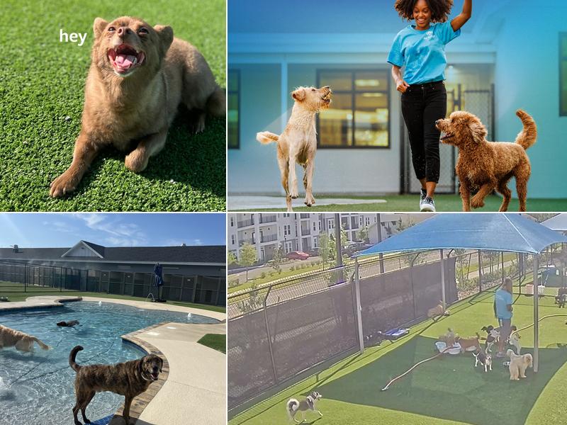 Pet Paradise Apollo Beach