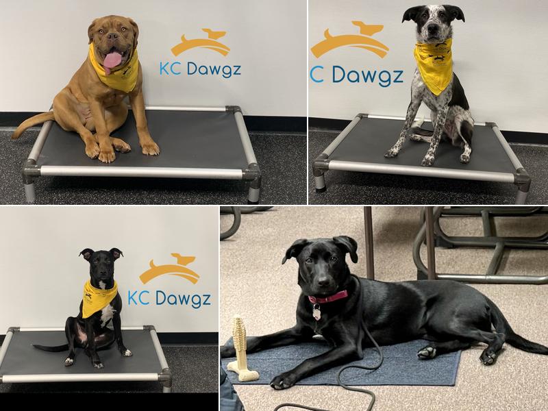 KC Dawgz Dog Training Academy