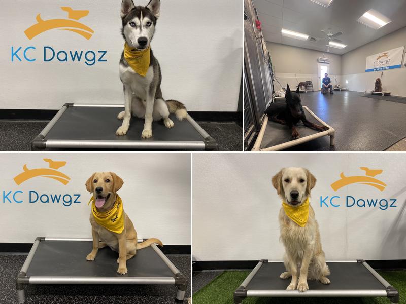 KC Dawgz Dog Training Academy