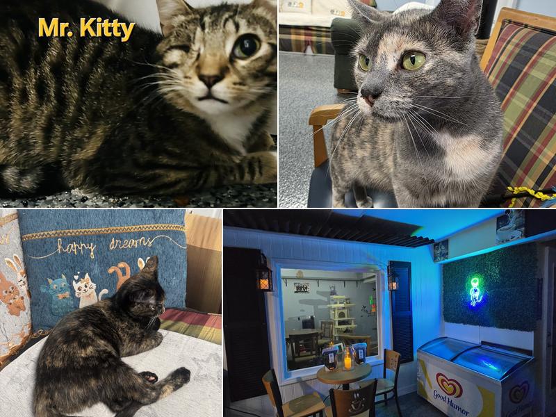 The Farmer's Cat Cafe