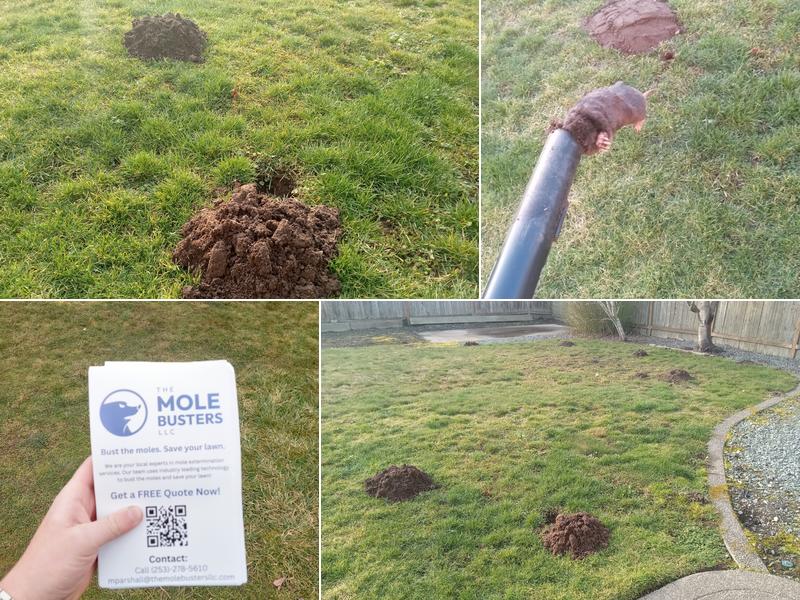 The Mole Busters LLC