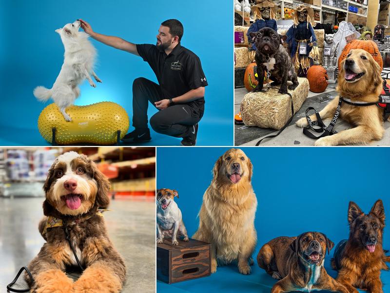 Who's Alpha? Dog Training LLC