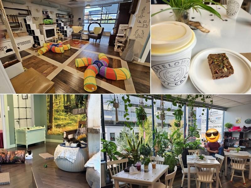 Catelowna Cat Cafe 1441 Ellis St Suite 201, Kelowna