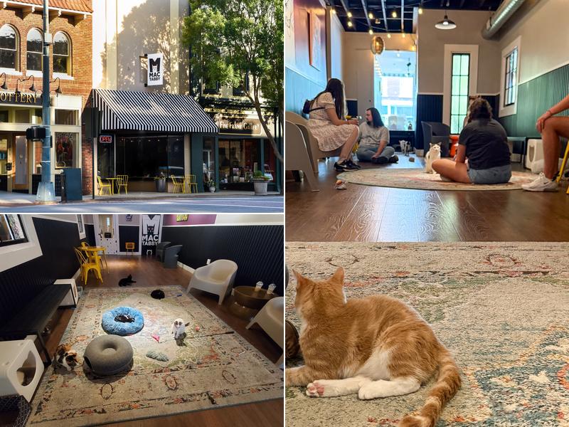 Mac Tabby Cat Cafe - Salisbury