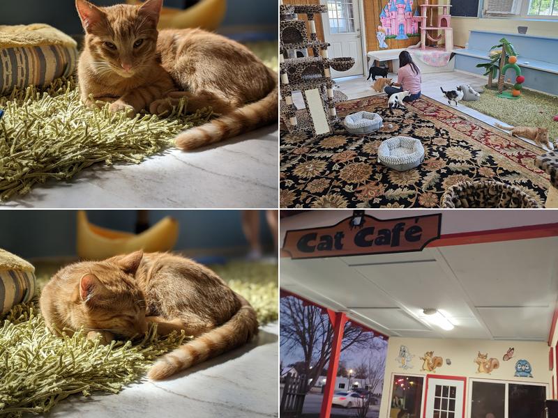 Cat Daddy's Cat Café 2533 Main St, Columbia