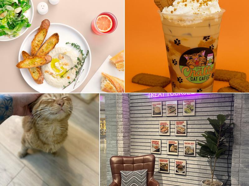 The Chatty Cat Cafe 3575 Maple Ave Suite 106, Zanesville