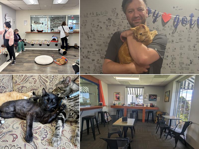 River Kitty Cafe 3226 N University St, Peoria