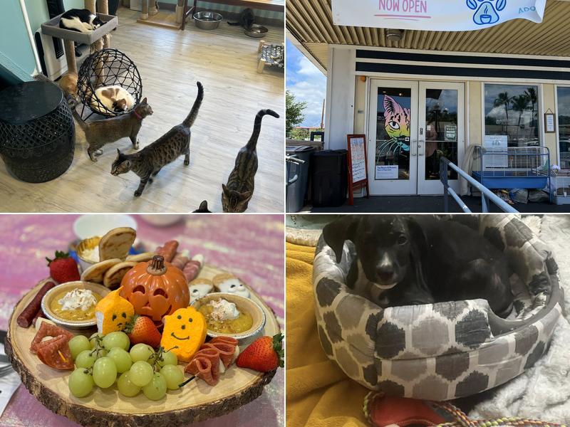 Toe Beans & Dreams Adoption Cafe