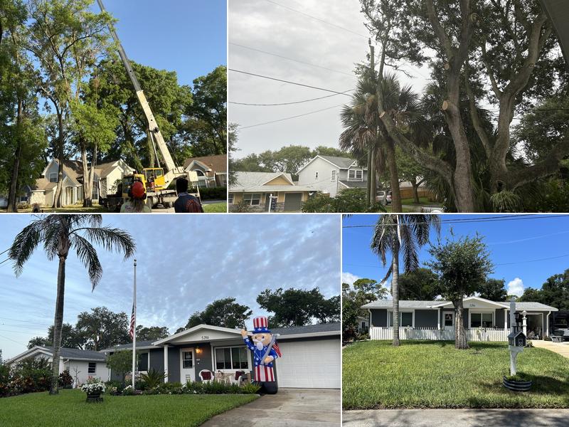 A Cut Above Tree Care and More