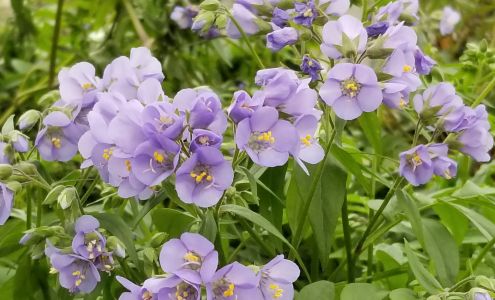 Lowe's Garden Center