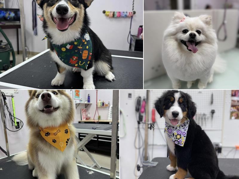 A Cut Above Grooming LLC