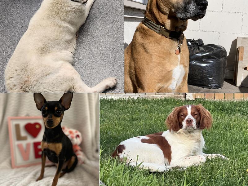 Anchorage Veterinary Clinic and Urgent Care