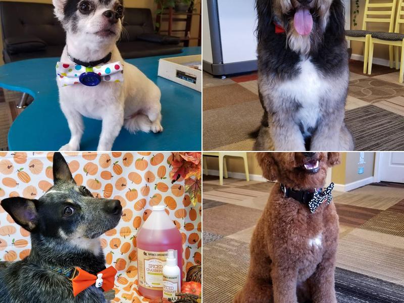 Wagamuffins Salon and Spa