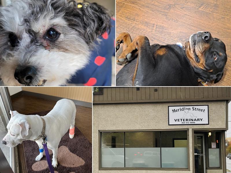 Meridian Street Veterinary