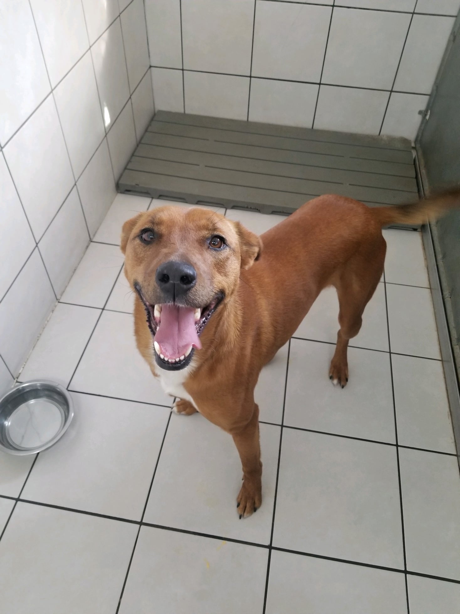 Indiana Veterinary Altrntvs Brownsburg