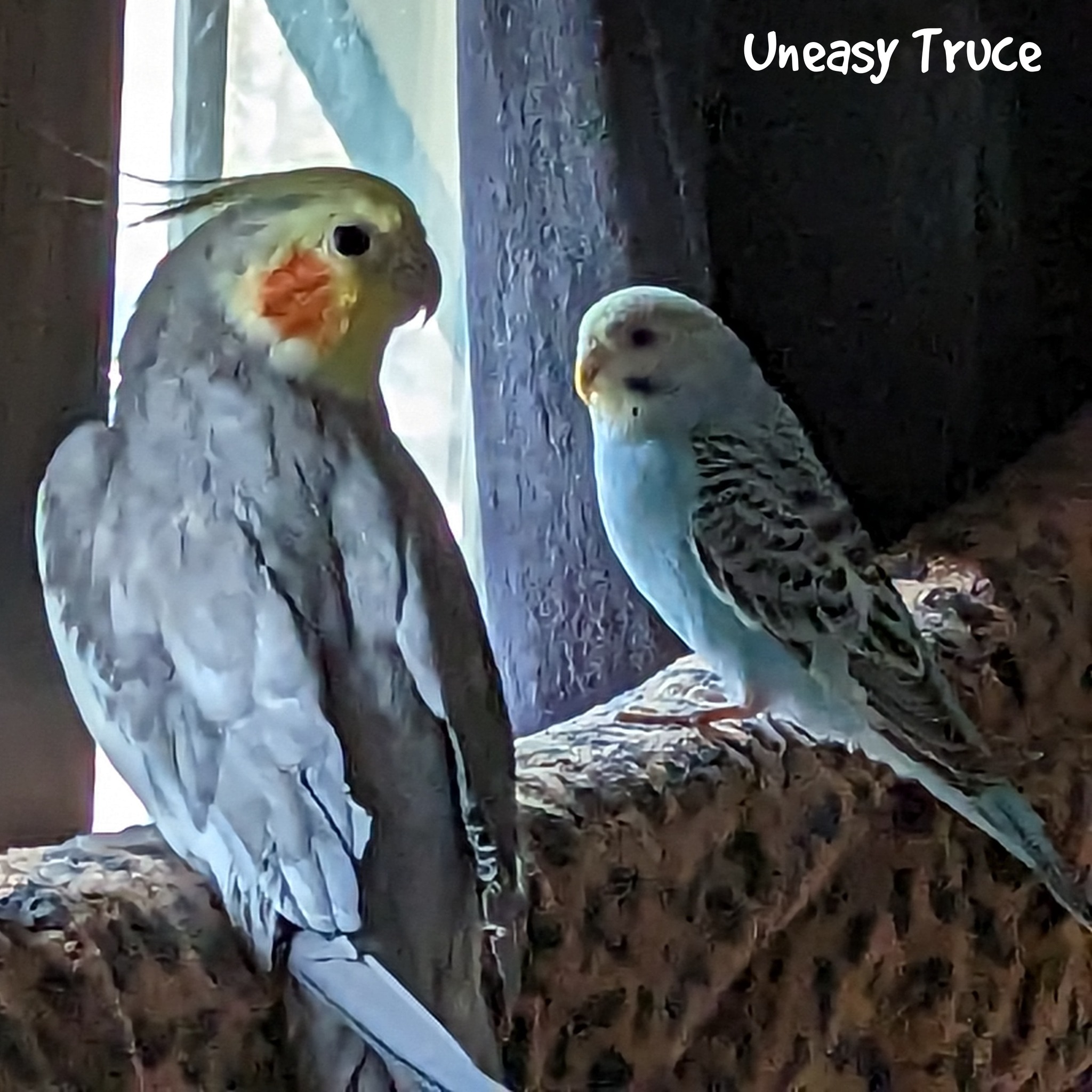 Windy City Parrot Lowell