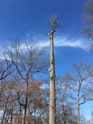 Gillette/Duling Tree & Landscape