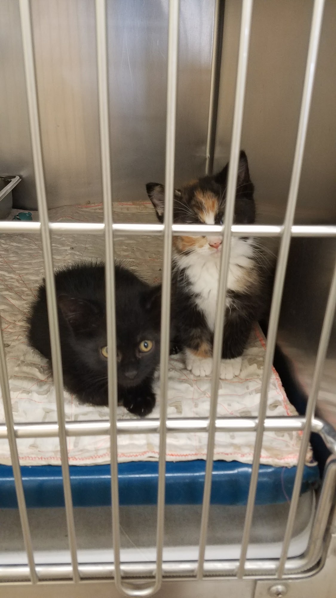 Animal Shelter Dodge City