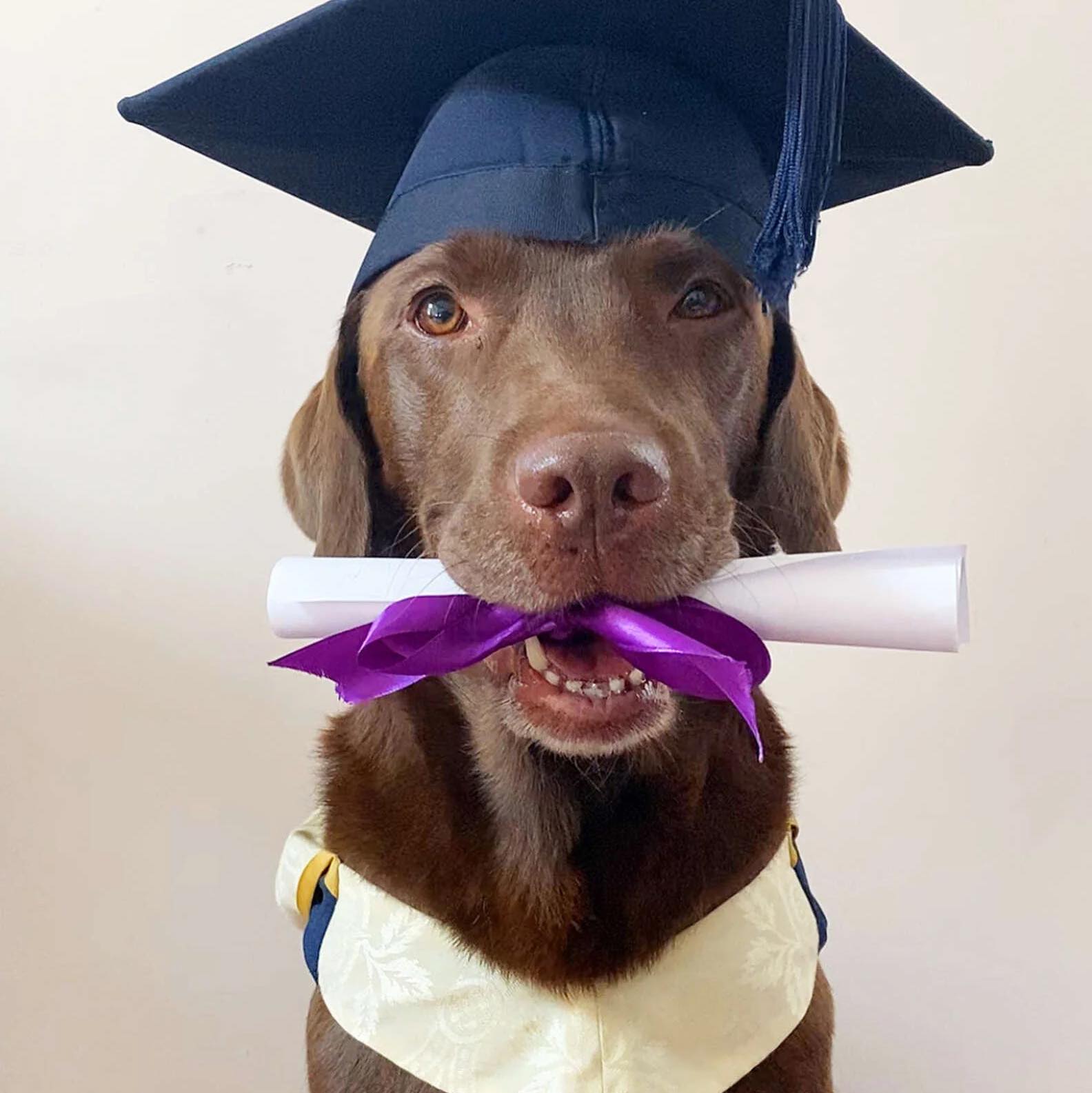 Animal Health International Inc El Dorado