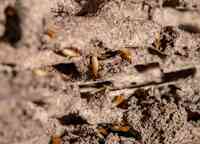 Quaker Graveyard Termite Removal Experts