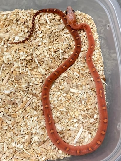 Exotics By Nature Co Folsom