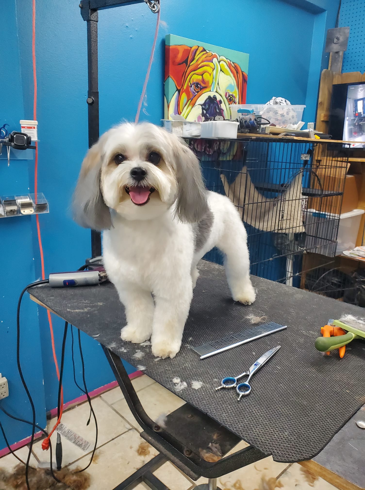 PUPPY KUTZ PET GROOMING & BOARDING Gonzales LA Hours, Directions