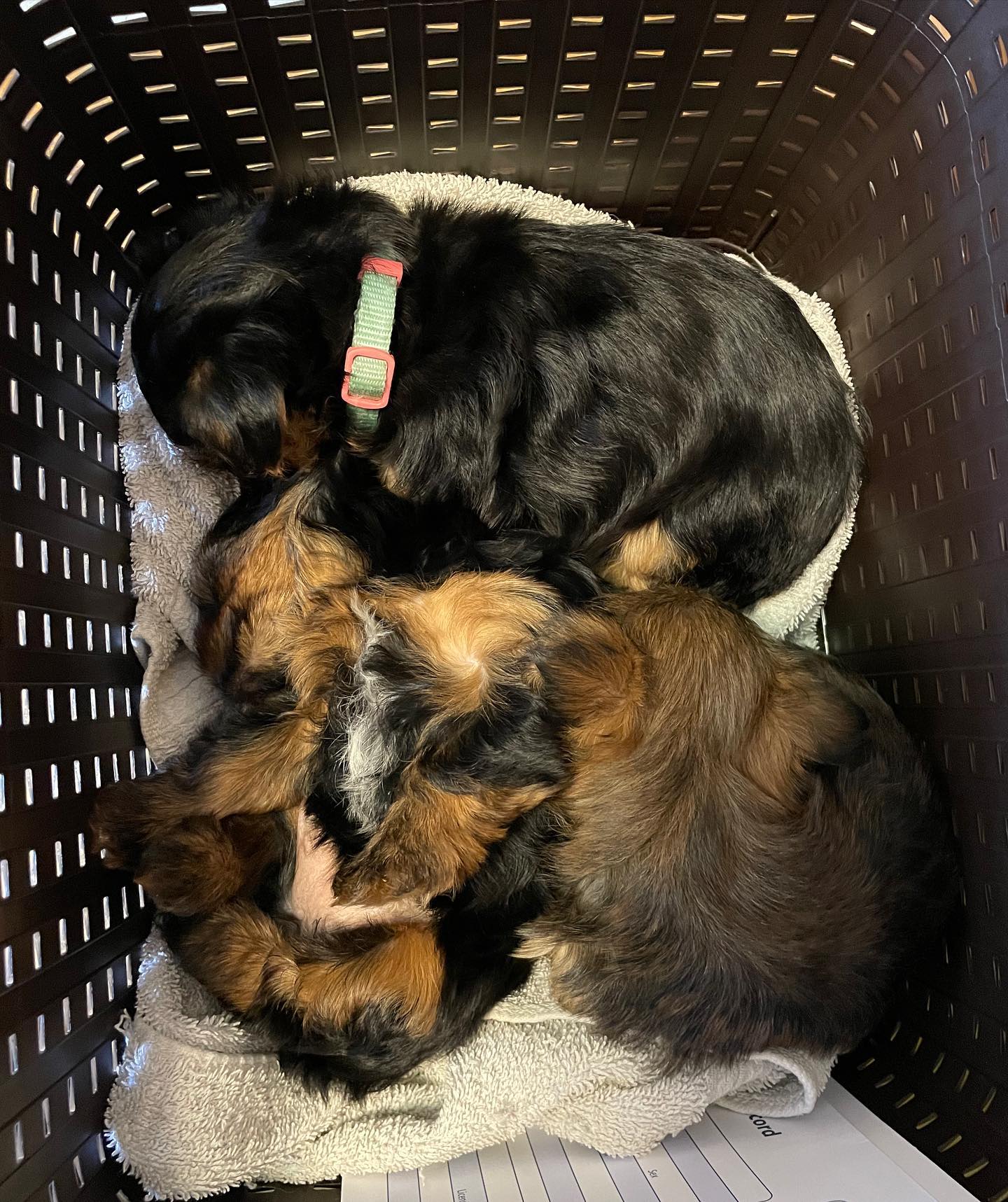 Pet Care Center: Wheat William DVM Ponchatoula