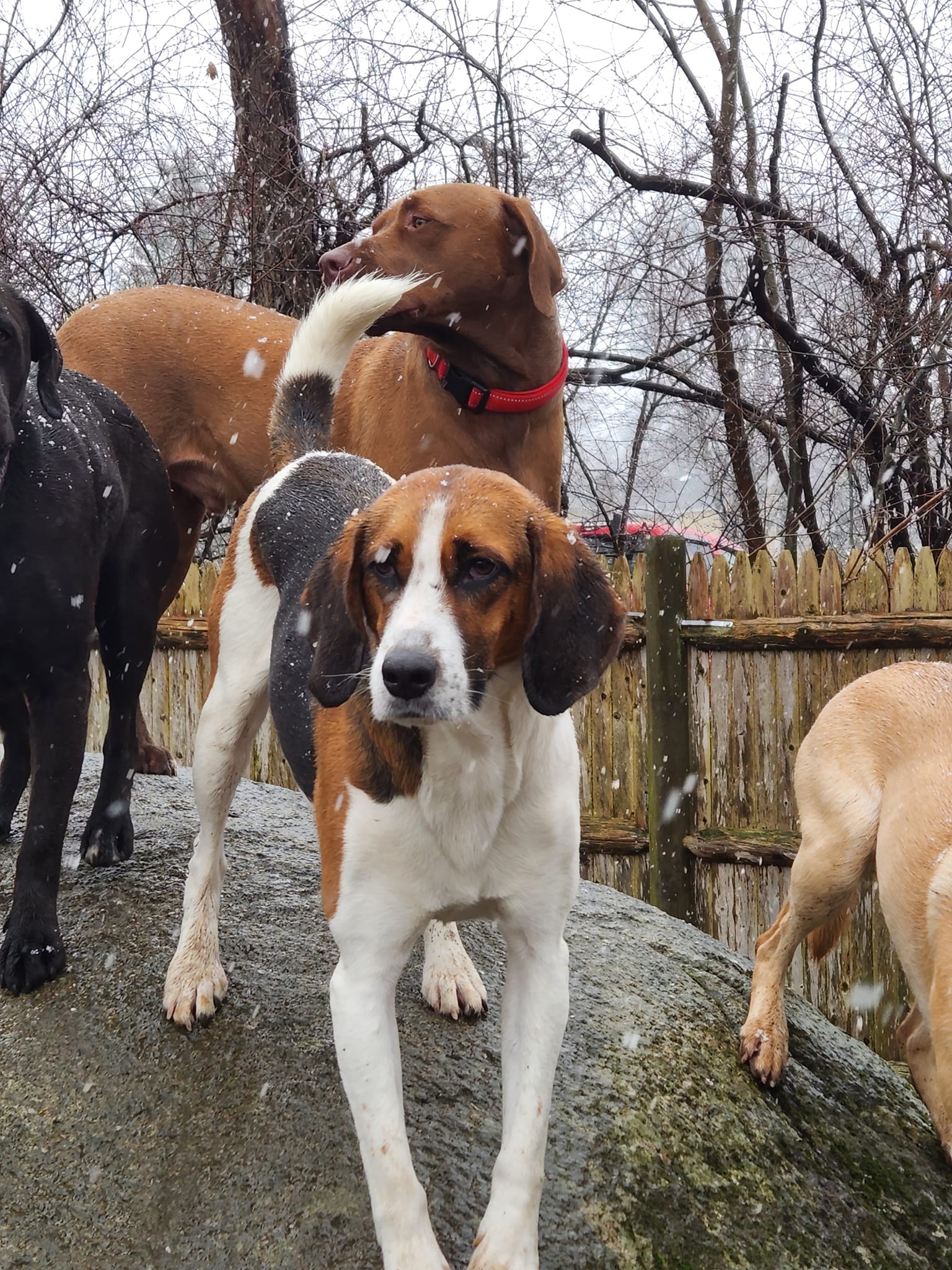 Lucky Dogs Daycare Hopedale