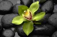 Green Orchid Massage and Skin Therapy