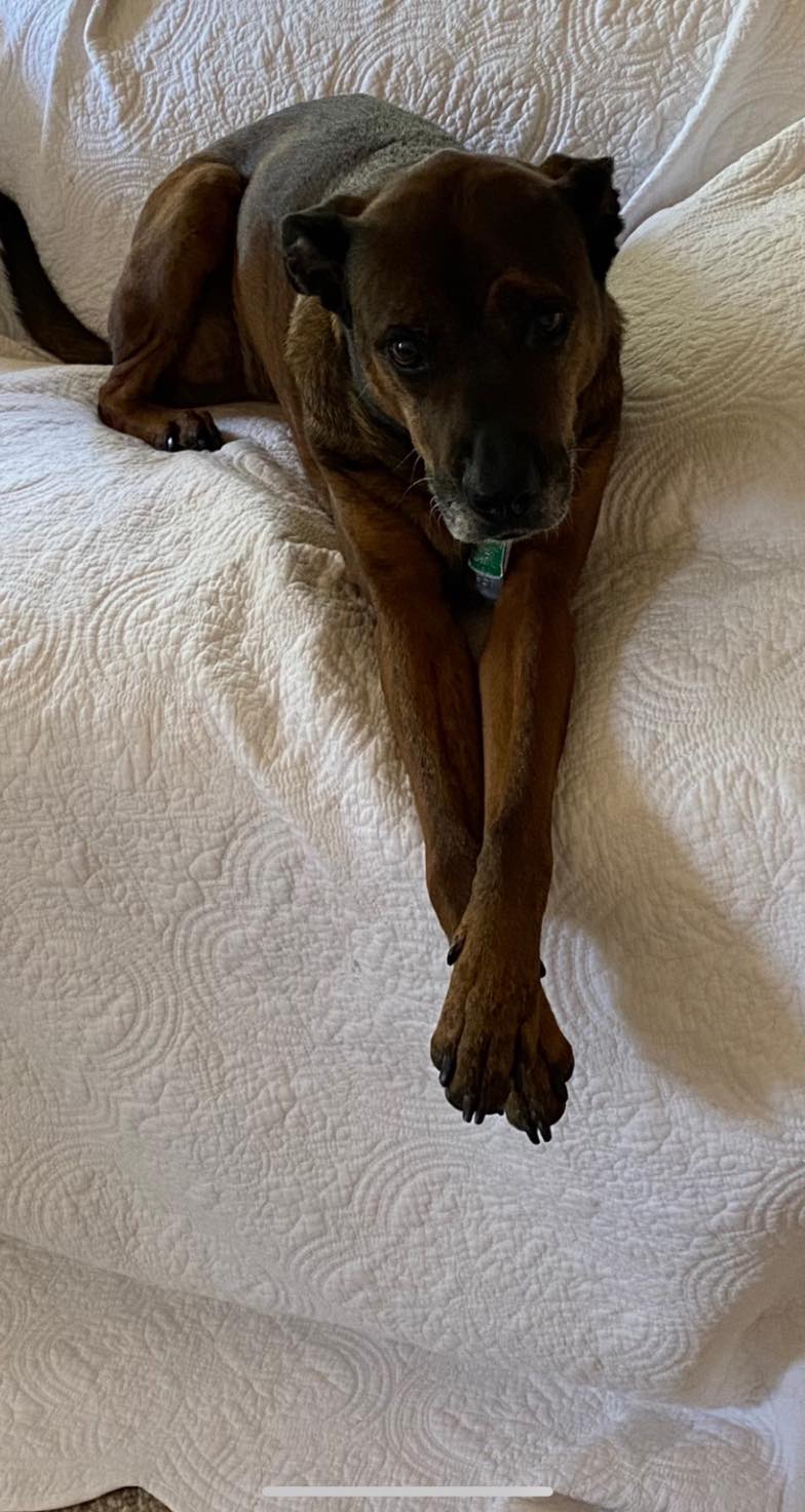 Sentinel Pet Care Baltimore