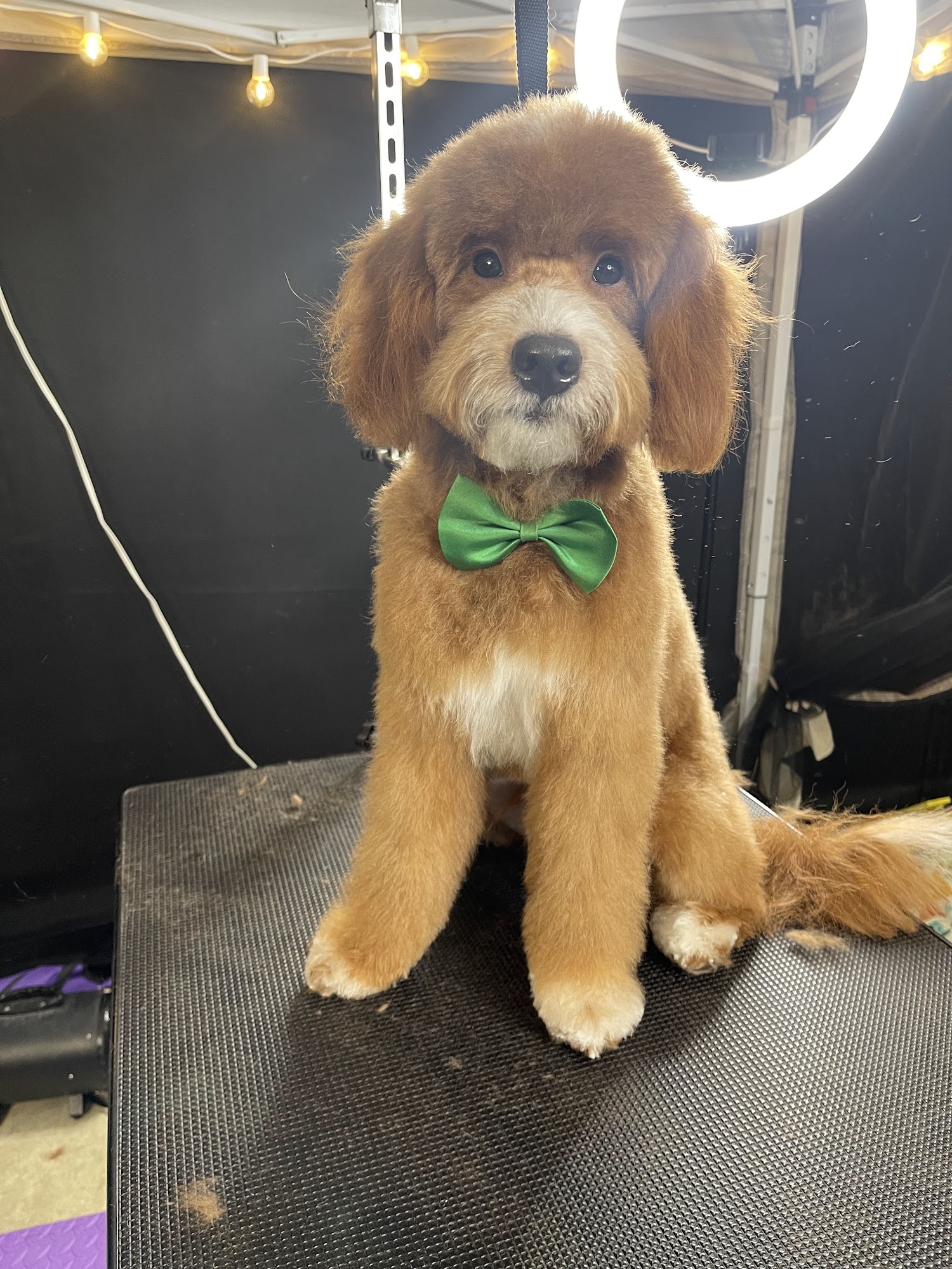 Paws And All Grooming Rock Oak Terrace, Cheltenham Maryland 20623