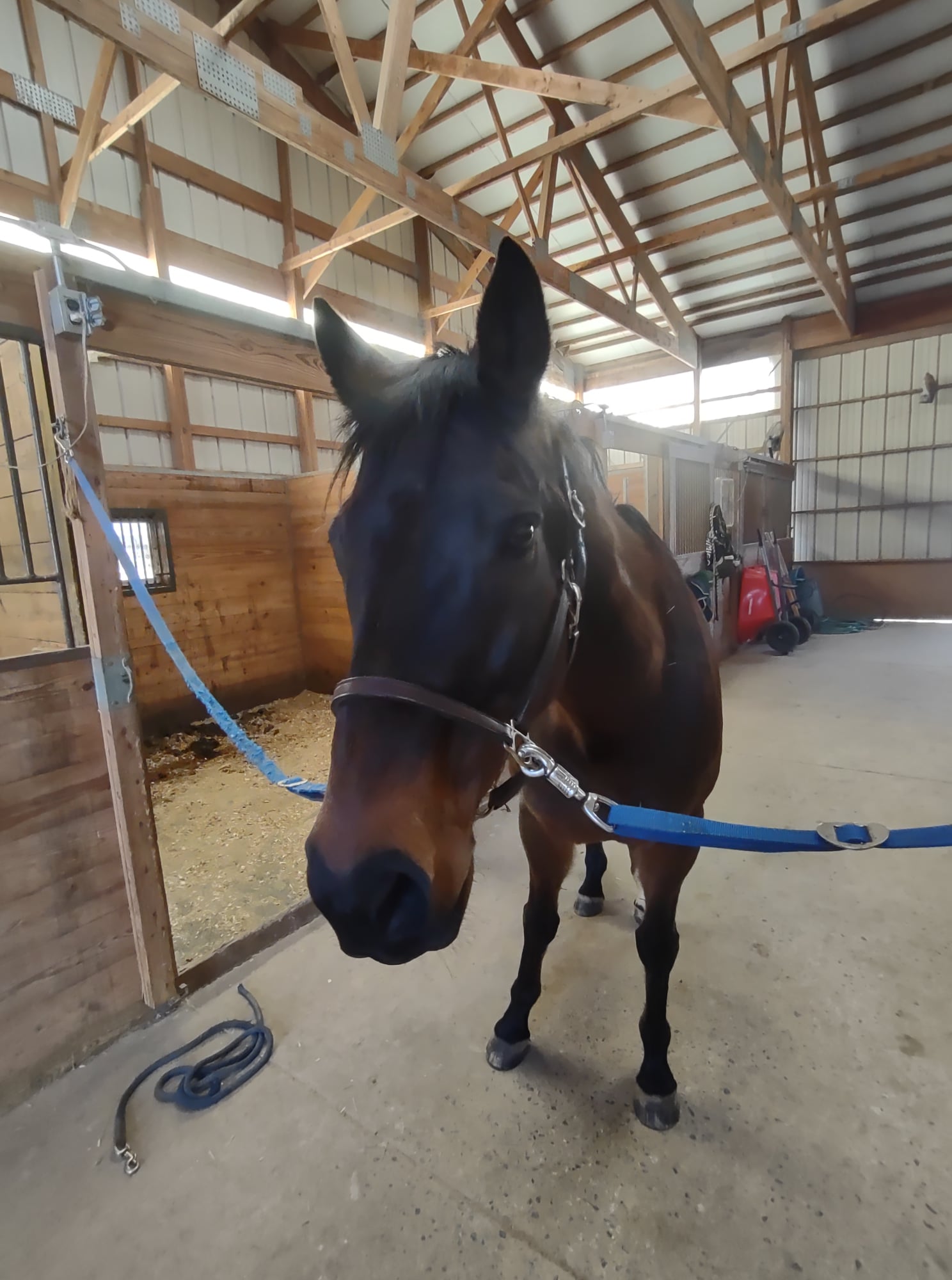 Monocacy Equine Veterinary Dickerson