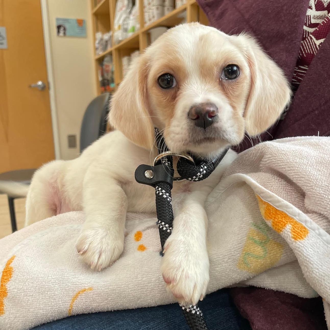 Mt Carmel Animal Hospital: Fox Paul DVM Monkton