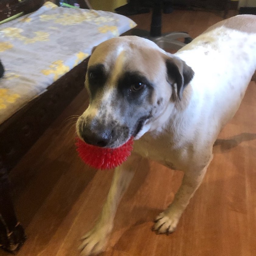 KattDawg Pet Grooming Arundel