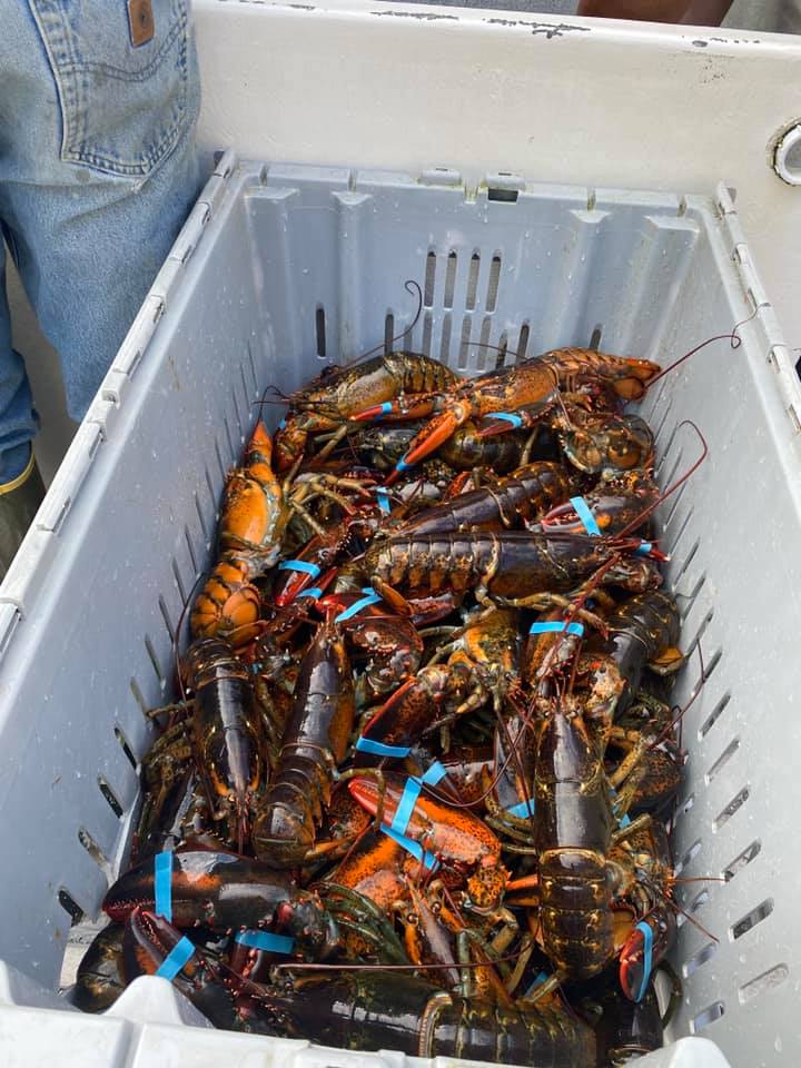 Potts Harbor Lobster Inc.