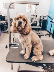 Wash & Wags Pet Grooming