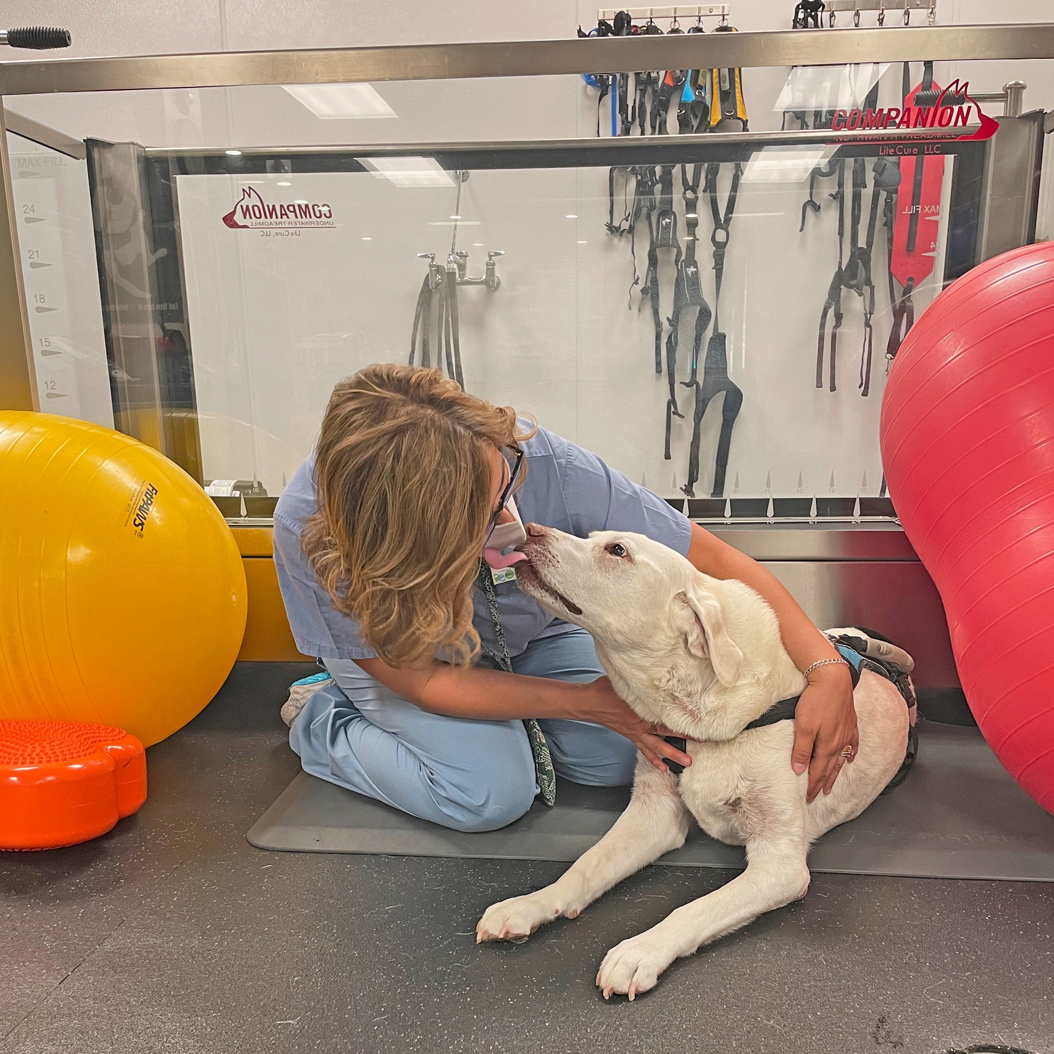 Center for Feline Health & Well-Being East Lansing