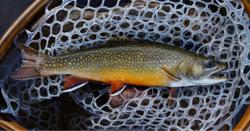 Nomad Anglers Fly Fishing Outfitters