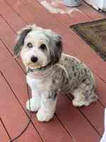 Stinky Pete's Pet Grooming