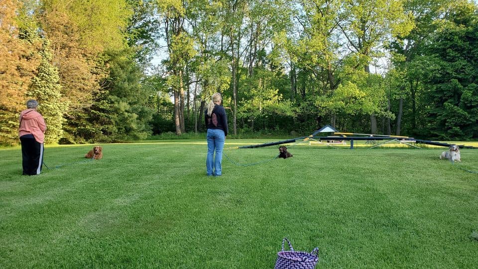 Common Scents Canine Resort Ortonville