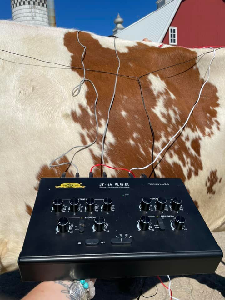 Lake Country Veterinary Services: Hedlin Rachel DVM Albany