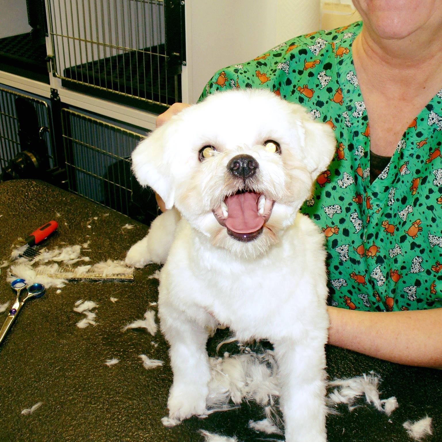 bonnies best friends pet styling Apple Valley