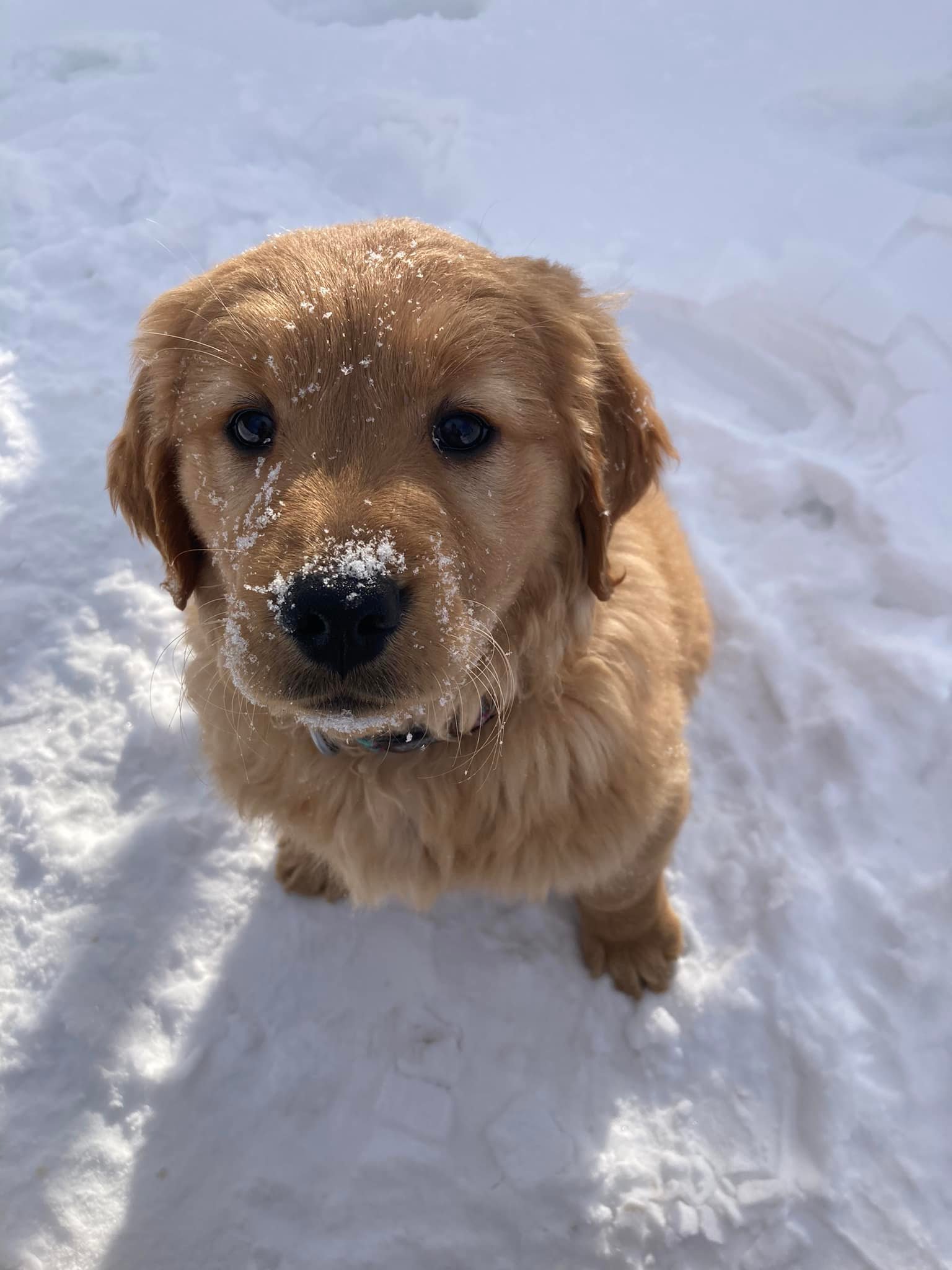 Ely Veterinary Clinic 318 Miners Dr E, Ely Minnesota 55731